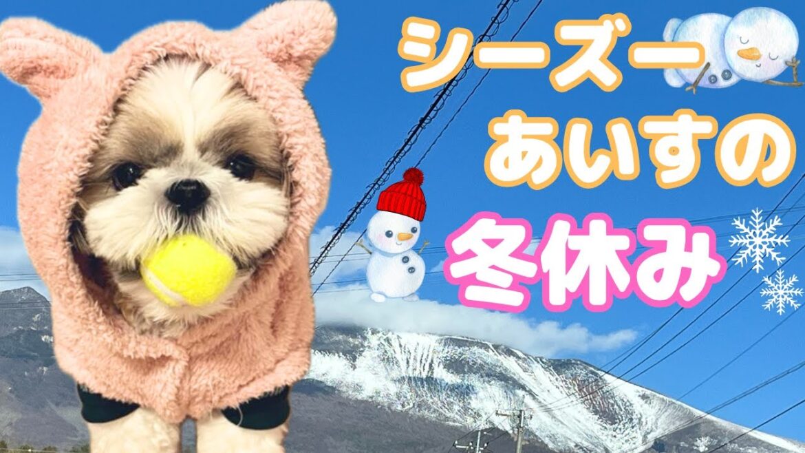 シーズーの冬休み軽井沢御影用水レジーナリゾート満喫！お正月の過ごし方Shihtzu Ice enjoys winter vacation at Regina resort Karuizawa