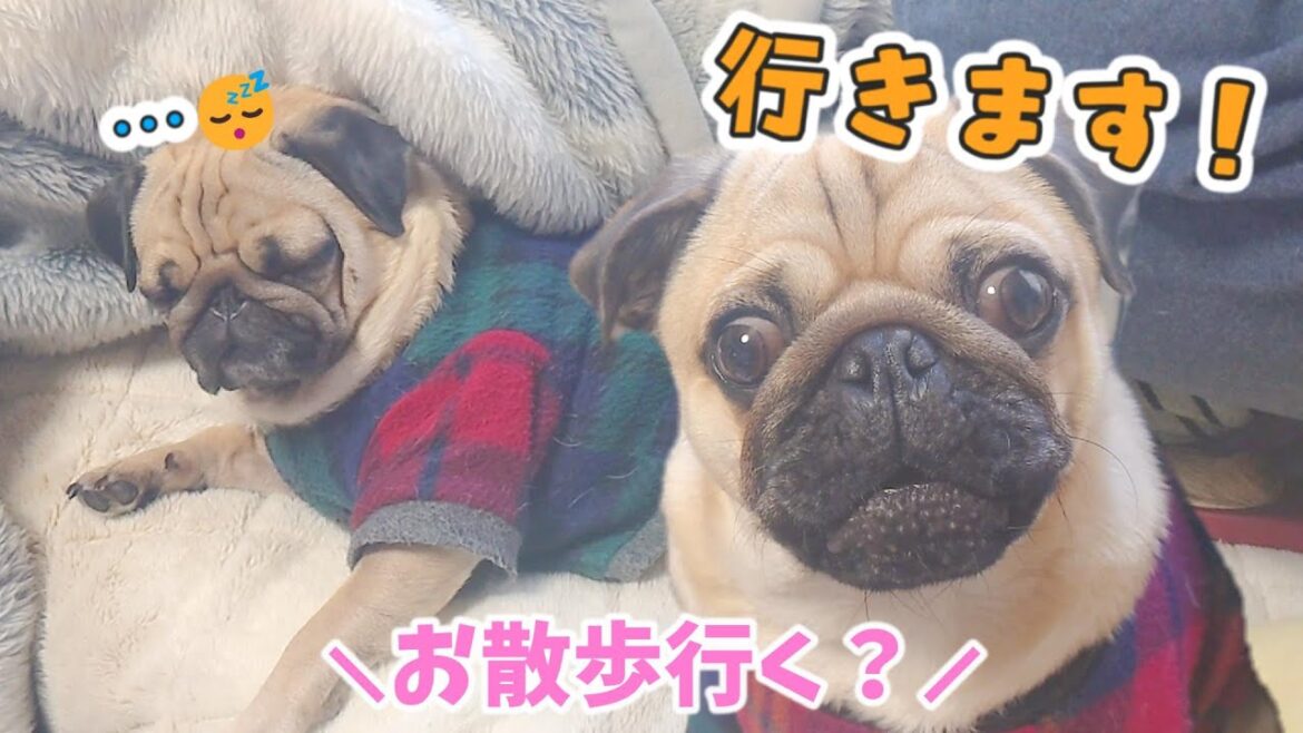 「お散歩行く？」の反応が正反対すぎるパグ兄弟｜他ダラダラ日常短編集｜