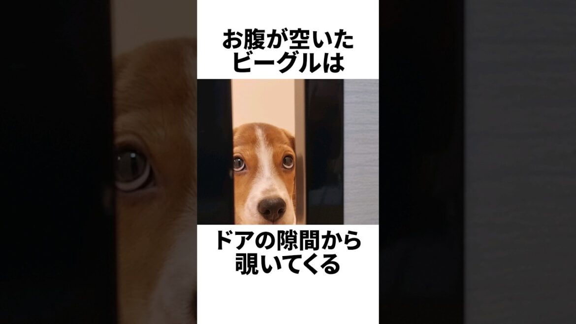 ビーグルを飼うと笑いが絶えない