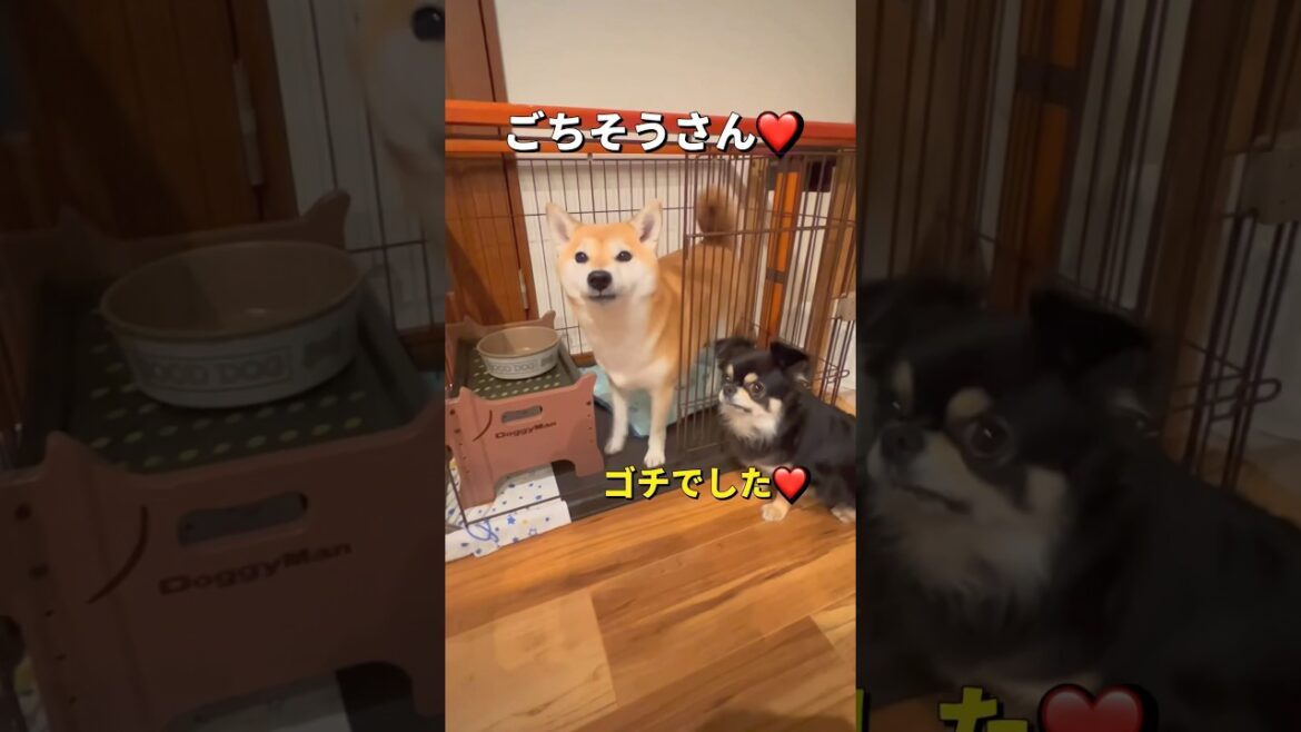 トッピングに大興奮🐶🐶🎵#shorts #柴犬 #チワワ