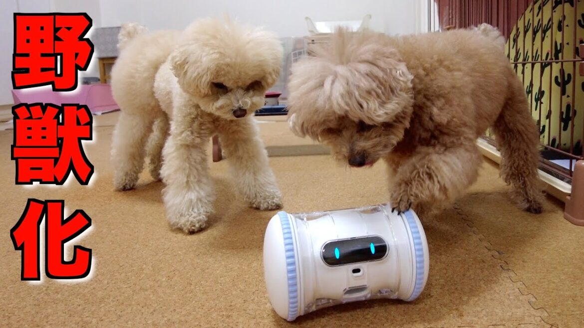 普段温厚な愛犬にロボットをあげたら豹変してしまいました【トイプードル】