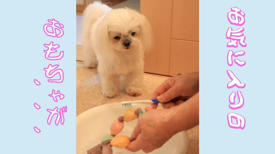 お気に入りのおもちゃを洗ったら愛犬がこうなちゃいました。