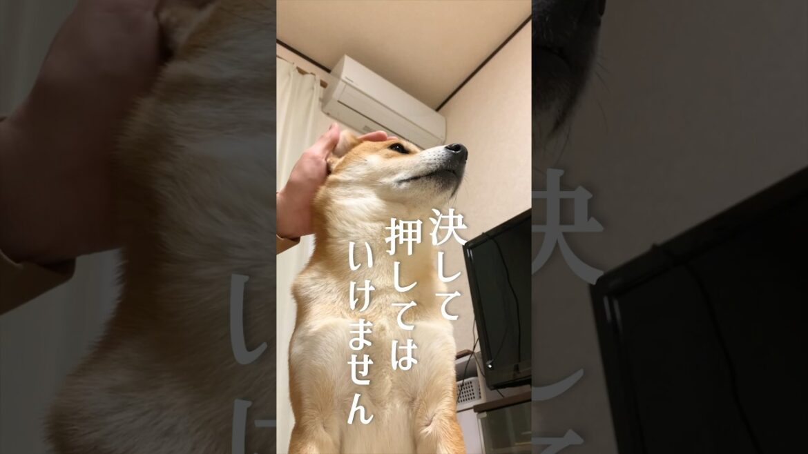 押すなよ？絶対押すなよ？【柴犬こむぎ】 #柴犬 #犬 #ドッキリ