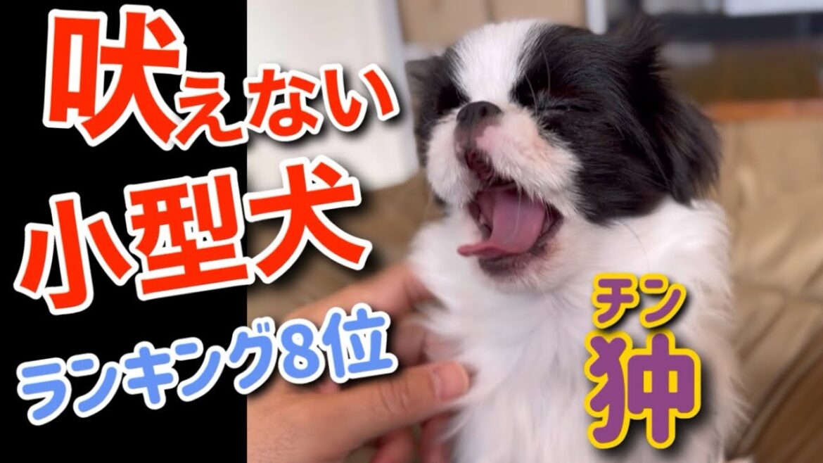 狆は本当に吠えない？飼い主が詳しく解説！必見サプライズ映像アリ！