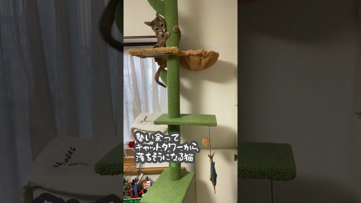 勢い余ってキャットタワー落ちそうになる猫 #shorts  #アビシニアン #abyssinian