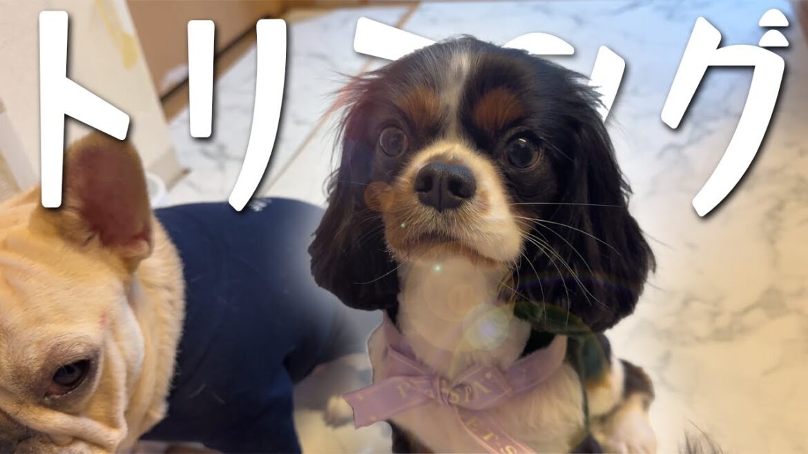 【パピー最強】トリミングに行った愛犬がパピーちゃんになって戻ってきました♪
