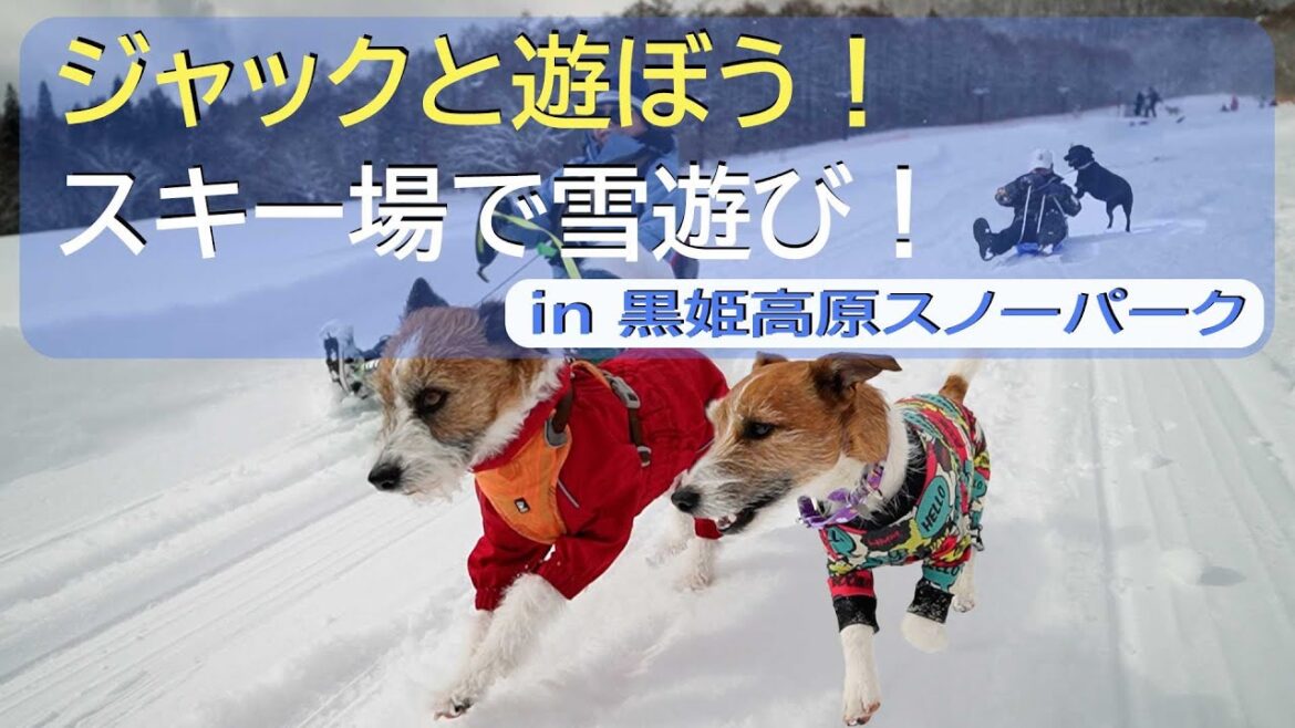 【黒姫高原スノーパーク】ジャックと遊ぼう！スキー場で雪遊び！！