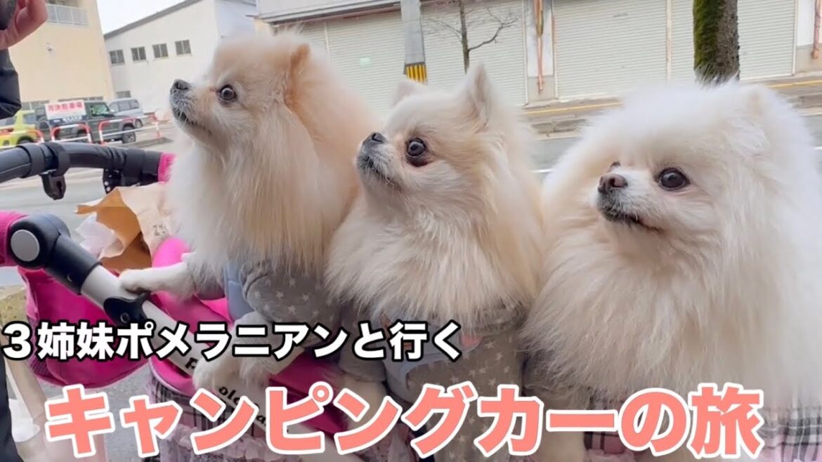 ポメラニアン達と車中泊しながら秋田県湯沢市をぶらり旅