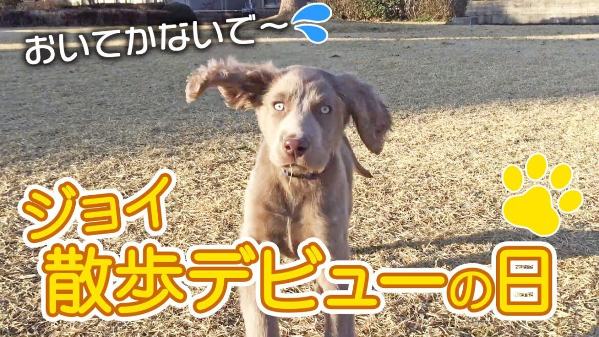 【子犬を飼う】ワイマラナーの子犬の散歩デビュー！初めて屋外へ！ Weimaraner Puppy