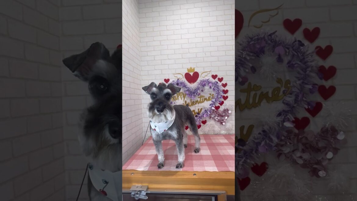 シュナウザーのモヒカンカット　ダイちゃん #dog #ショート #シュナウザー #ぱくぱく #モヒカン #ぱくぱく
