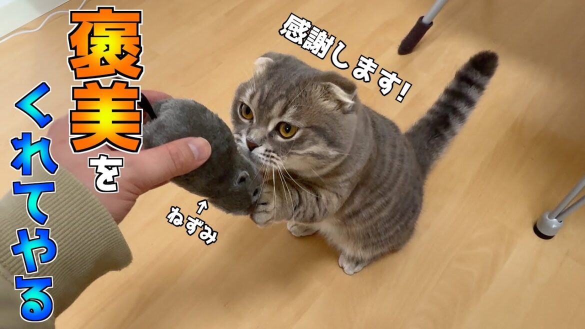 日頃の感謝を込めて猫に褒美をあげた結果がこちらです[マンチカンの銀時]