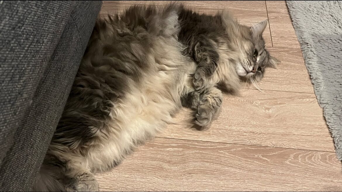 【猫配信】夜ご飯を食べます中継（猫）ノルウェージャンフォレストキャット