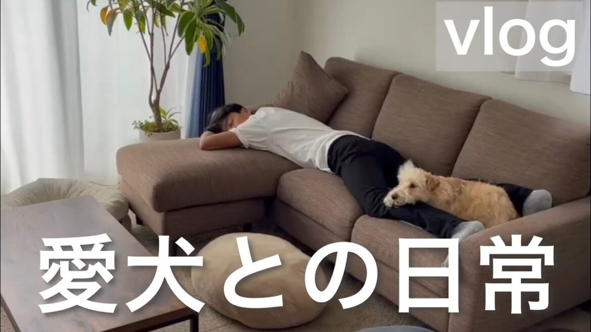 愛犬との普通の日常。レークランドテリア
