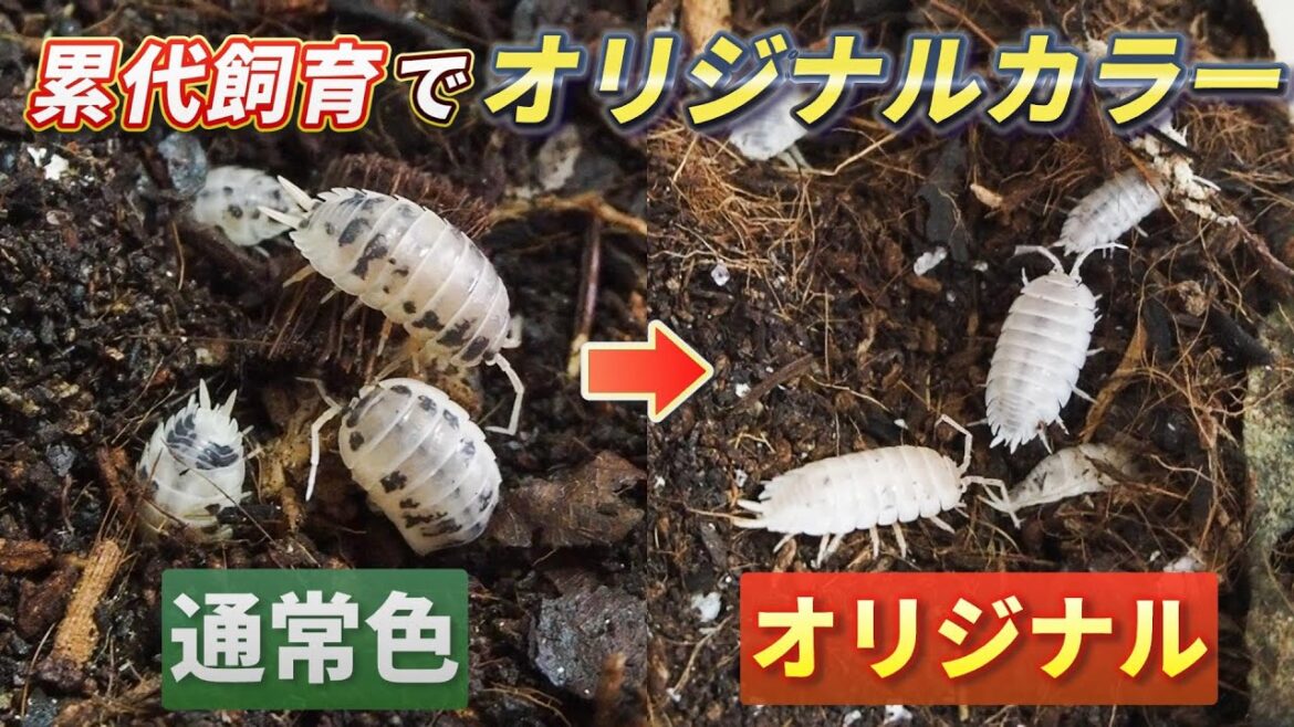 『累代飼育』でダルメシアンクマワラジムシがここまで変わりました！【ワラダン飼育の醍醐味】