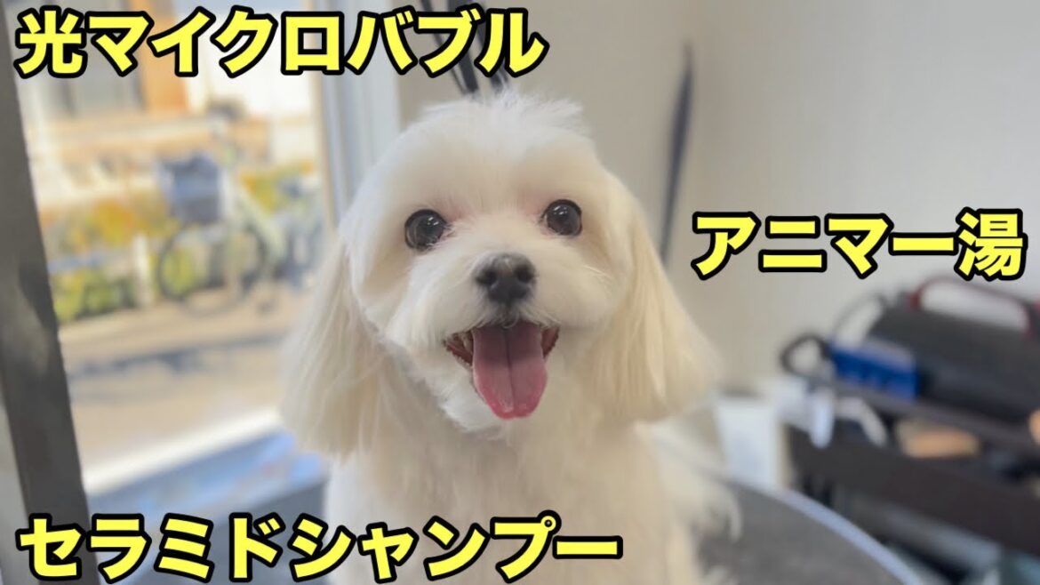 お決まりのケアでないと皮膚を維持できないマルチーズ!?(杏ちゃん) お決まりのケアでないと皮膚を維持できないマルチーズ!?(杏ちゃん)