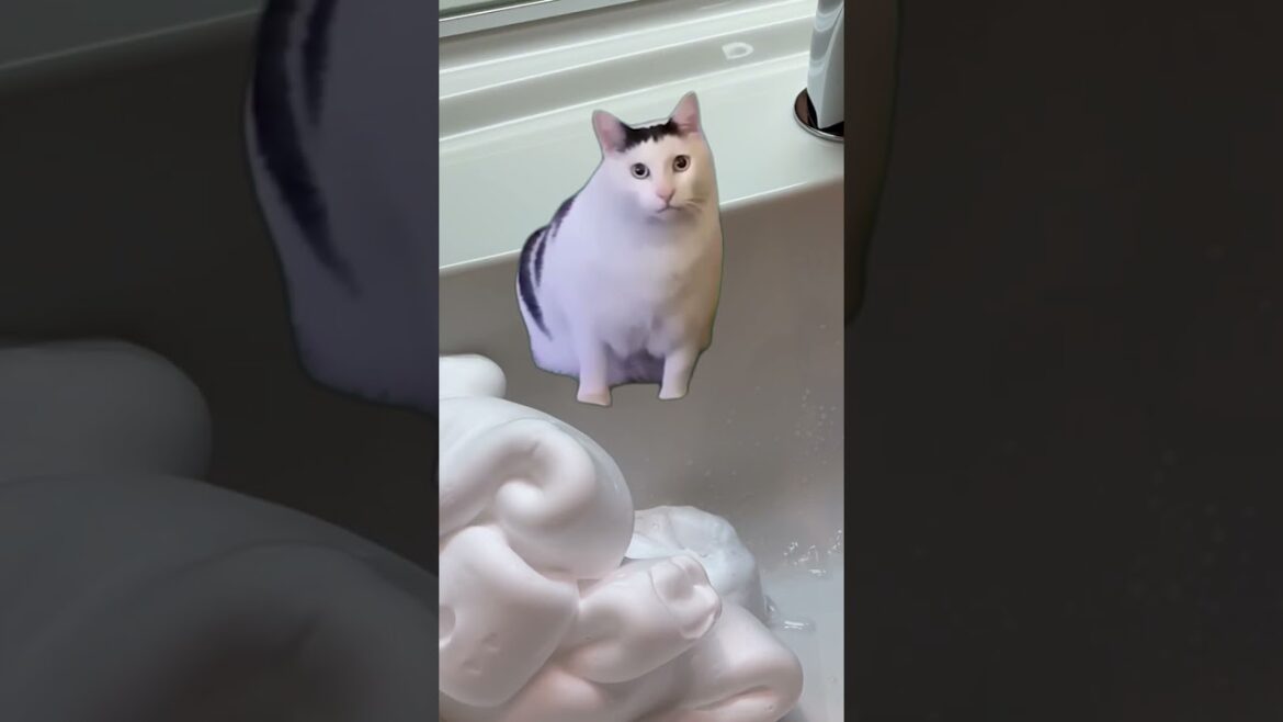 バブル―ン使ってみた【猫ミーム】shorts #猫 #アビシニアン