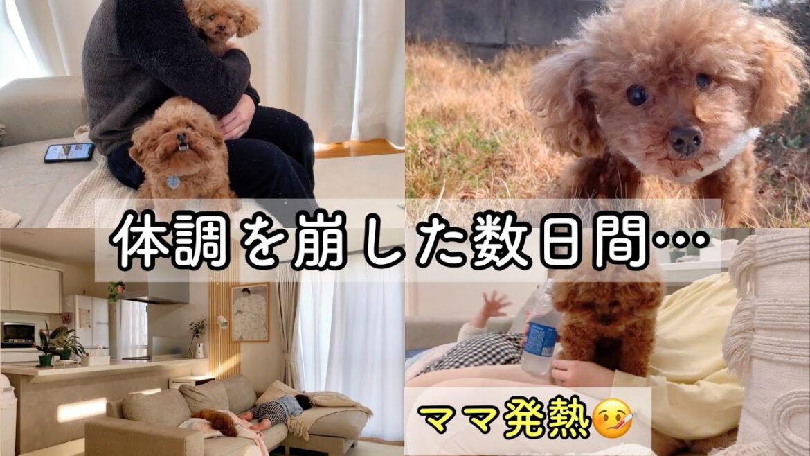 【vlog】体調を崩した数日間…。いつも通りのTaruちゃんと、空気を読むRasuくん。トイプードルのTaruto&Rasuku