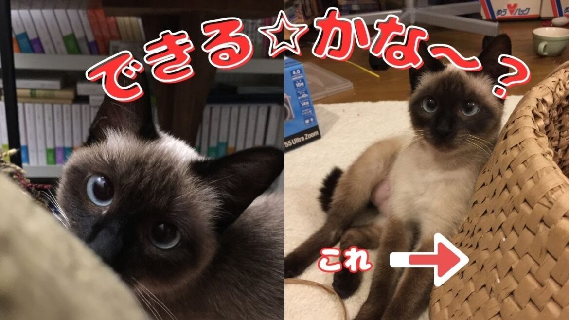 うちの保護猫達の大好きな「猫○○○」💕ちびのシャムも元ボス猫もトラもモフモフぴーちゃんも大~好き。最初のが壊れたので、二つ目に挑戦。しかし不器用な私には中々大変で、手のひらが筋肉痛です💦 うちの保護猫達の大好きな「猫○○○」💕ちびのシャムも元ボス猫もトラもモフモフぴーちゃんも大~好き。最初のが壊れたので、二つ目に挑戦。しかし不器用な私には中々大変で、手のひらが筋肉痛です💦