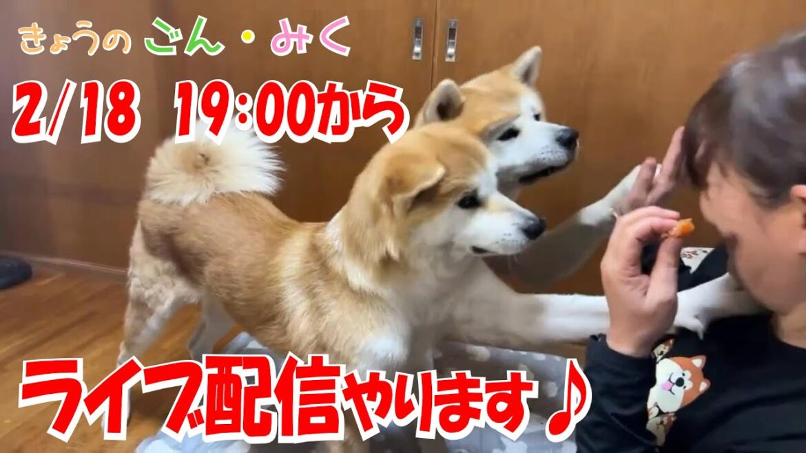 ごん・みくファミリー♡　ライブ配信♪　秋田犬【ごん・みく チャンネル】