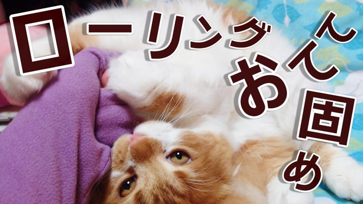 1日1回飼い主を仕留める猫。【スコティッシュフォールド】〔No,28〕