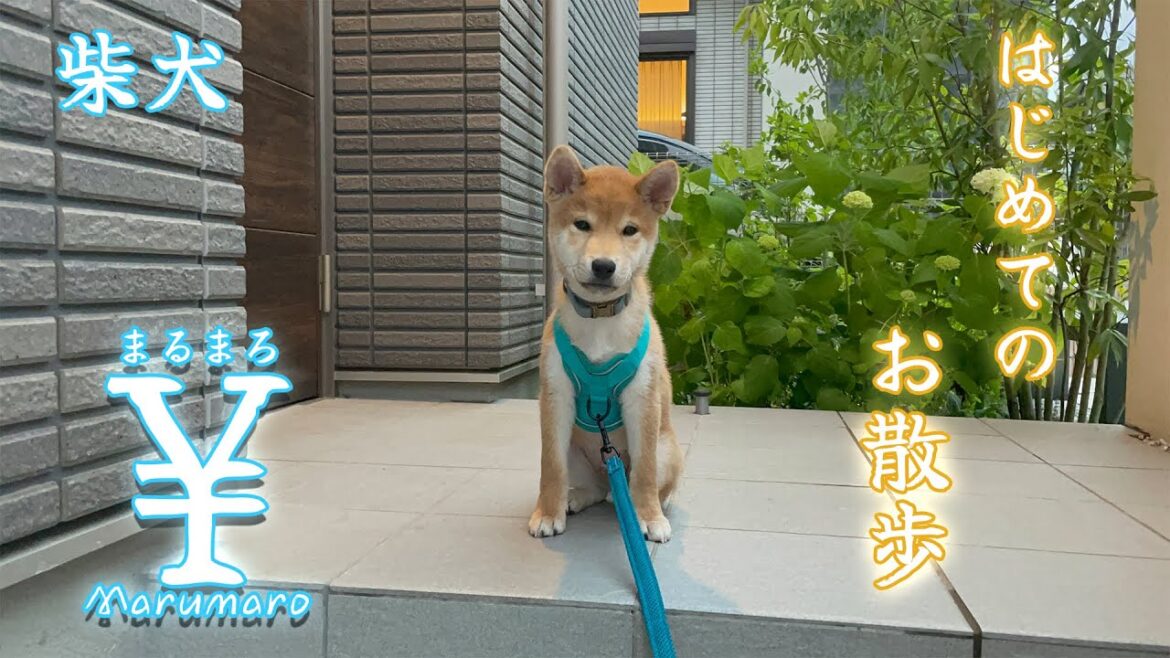 初めての階段で大苦戦？！柴犬￥お散歩デビュー