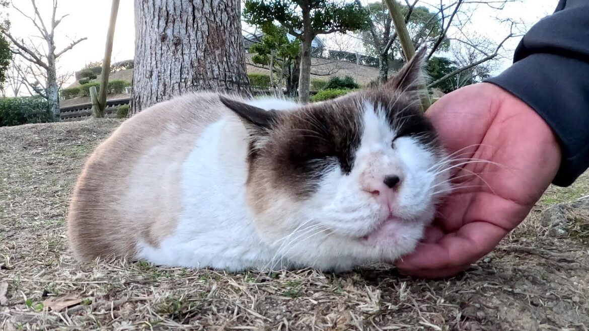 大きな木の下でくつろぐシャム猫ちゃんをモフる 大きな木の下でくつろぐシャム猫ちゃんをモフる