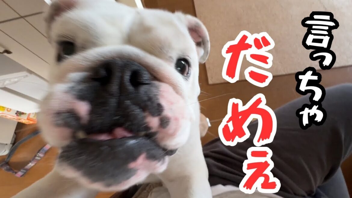 【おはぶる】全世界に秘密をバラされてご立腹なブルドッグw