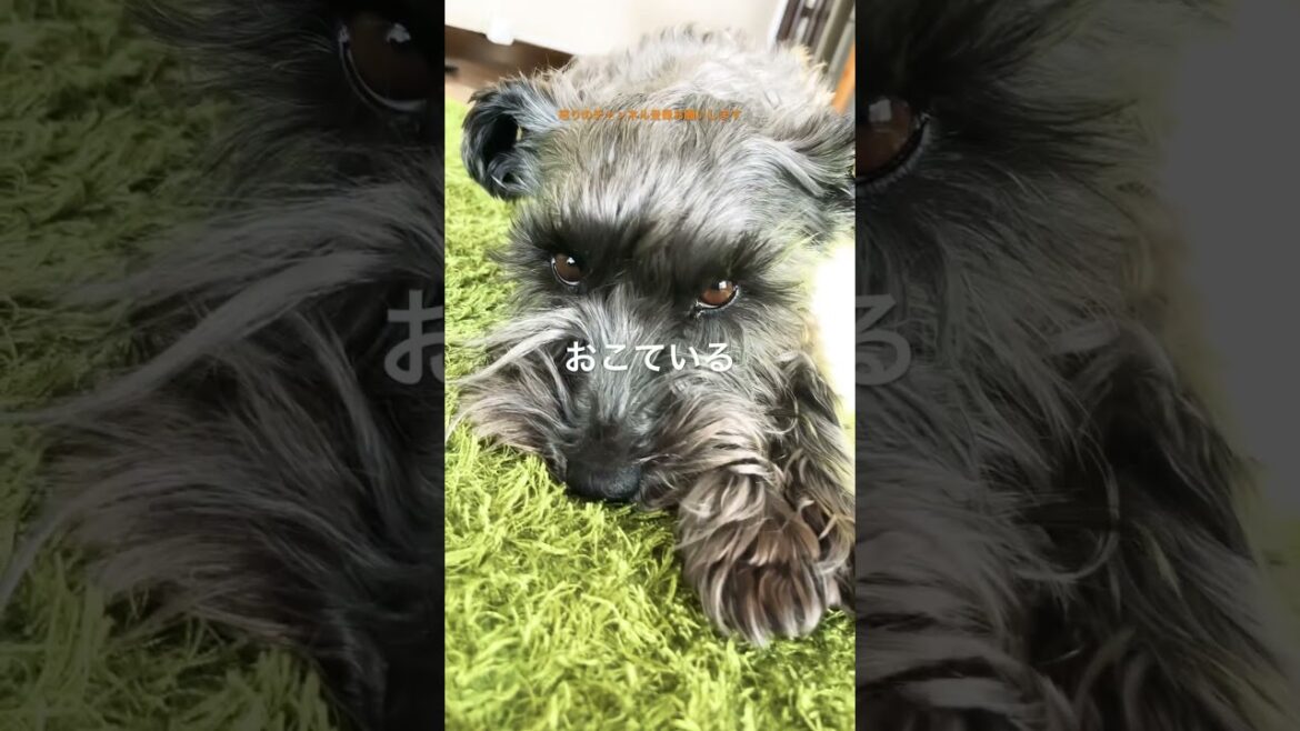 ガムなし不機嫌いぬ　#angrydog #ミニチュアシュナウザー #おやつ