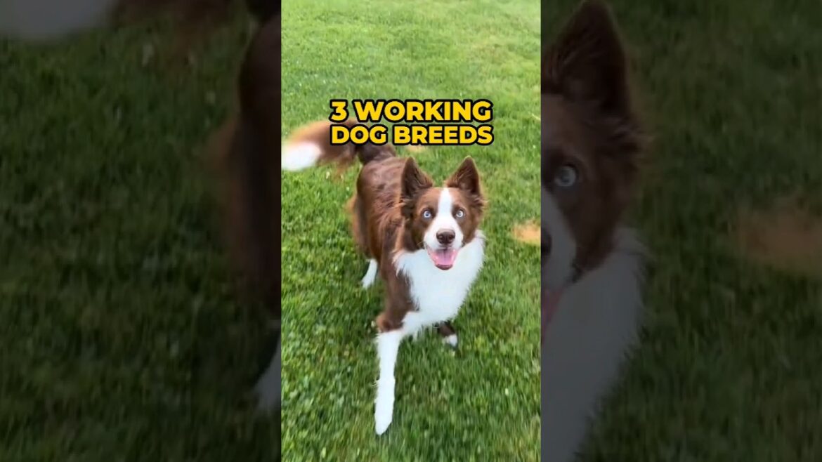 3 Working Dog Breeds 🐶 #dogs #bordercollie #germanshepherd #labradorretriever #pets #shorts