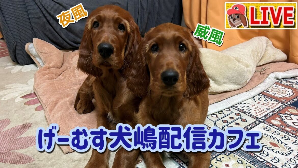 【垂れ流し配信】夜風と威風の部屋へようこそ！　2024.2.17