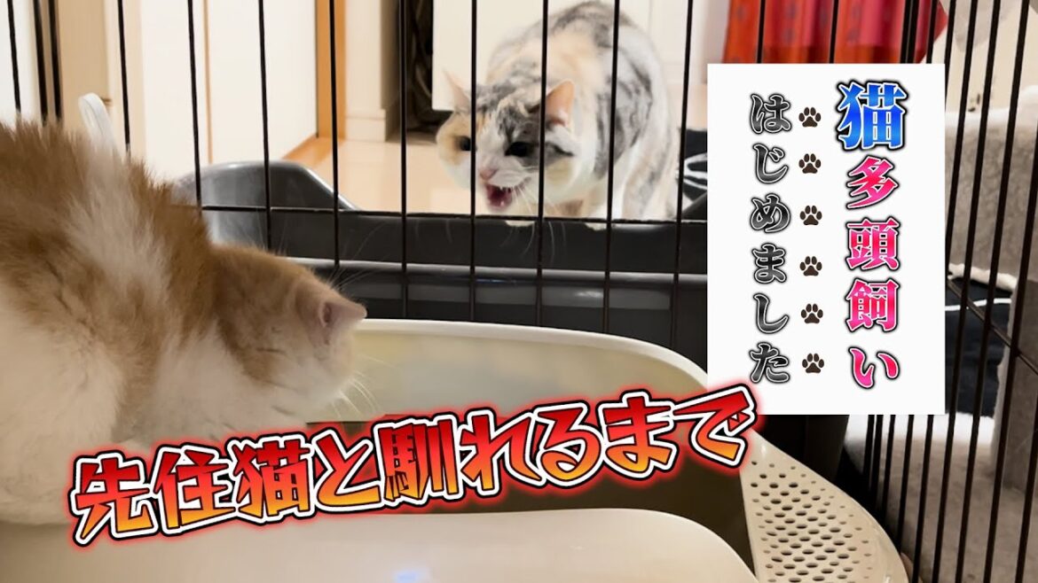 【猫多頭飼い。先住猫と馴れるまで】スコテッシュフォールド編