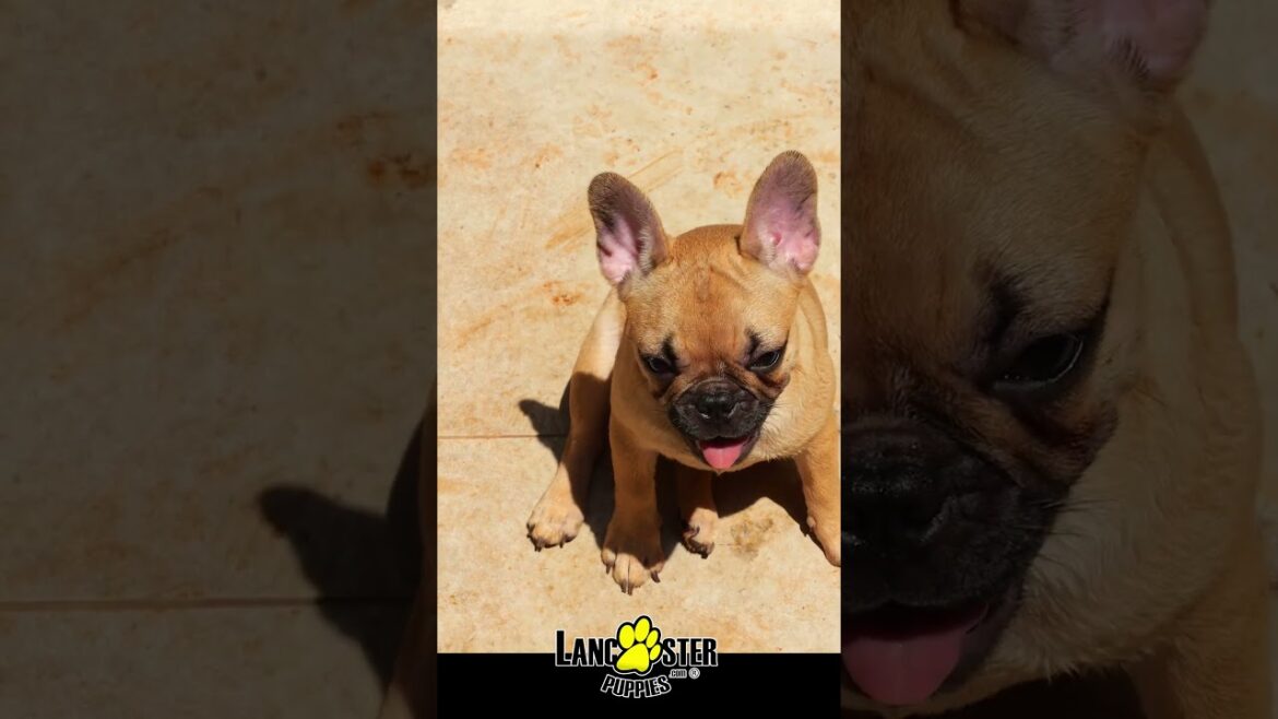Adorable French Bulldog Puppy curiously looks at the camera, wagging his head!