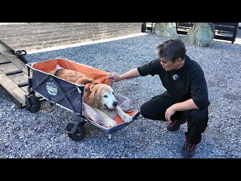 介護生活に問題発生。解決の為にDIYで驚きのシステムを作った。【Golden Retriever japan】 介護生活に問題発生。解決の為にDIYで驚きのシステムを作った。【Golden Retriever japan】
