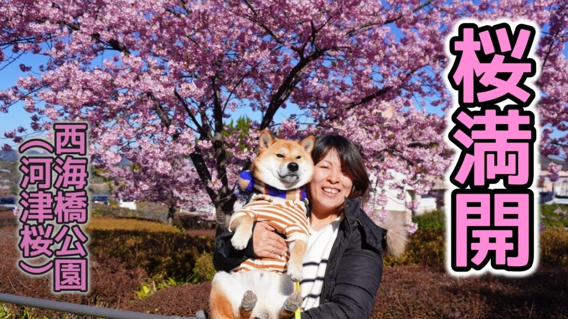 春さきどりのウキウキ散歩を楽しむ柴犬てぃーだ