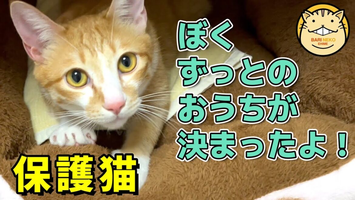 保護猫の里親になりました