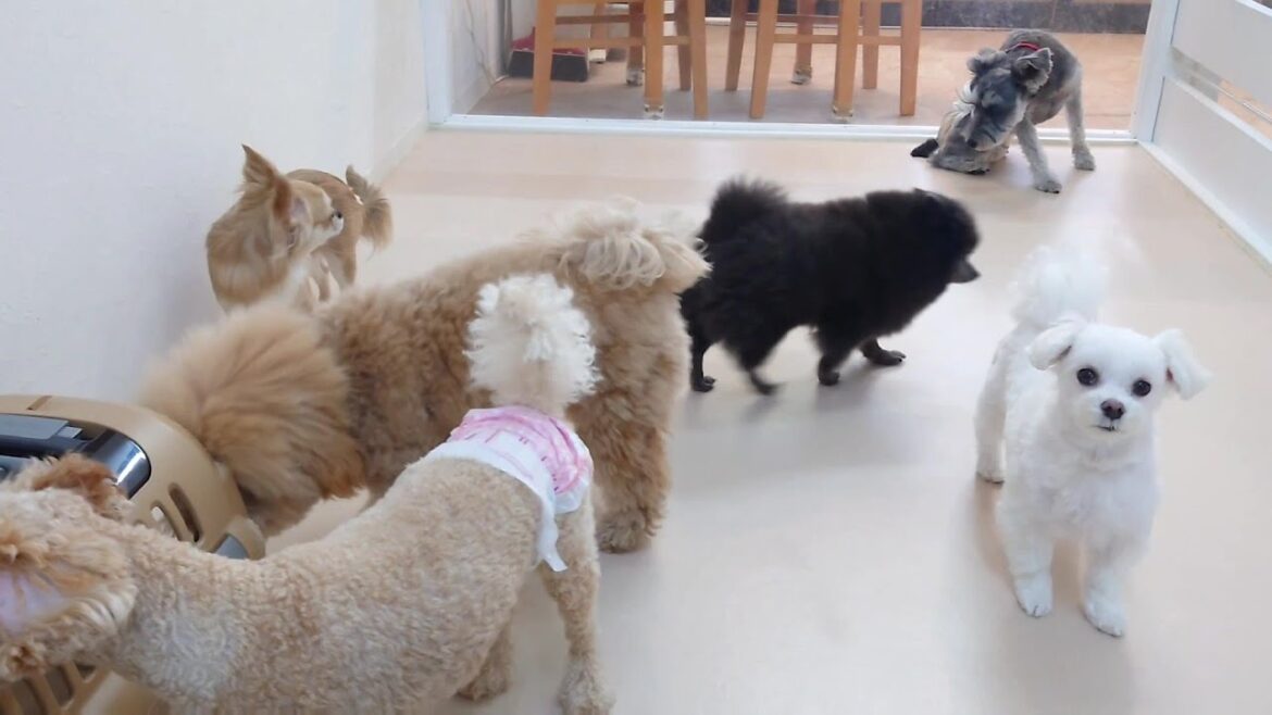 日曜日も女子が集まります　🐶ひみつきちなう！①🐶  2024年2月18日