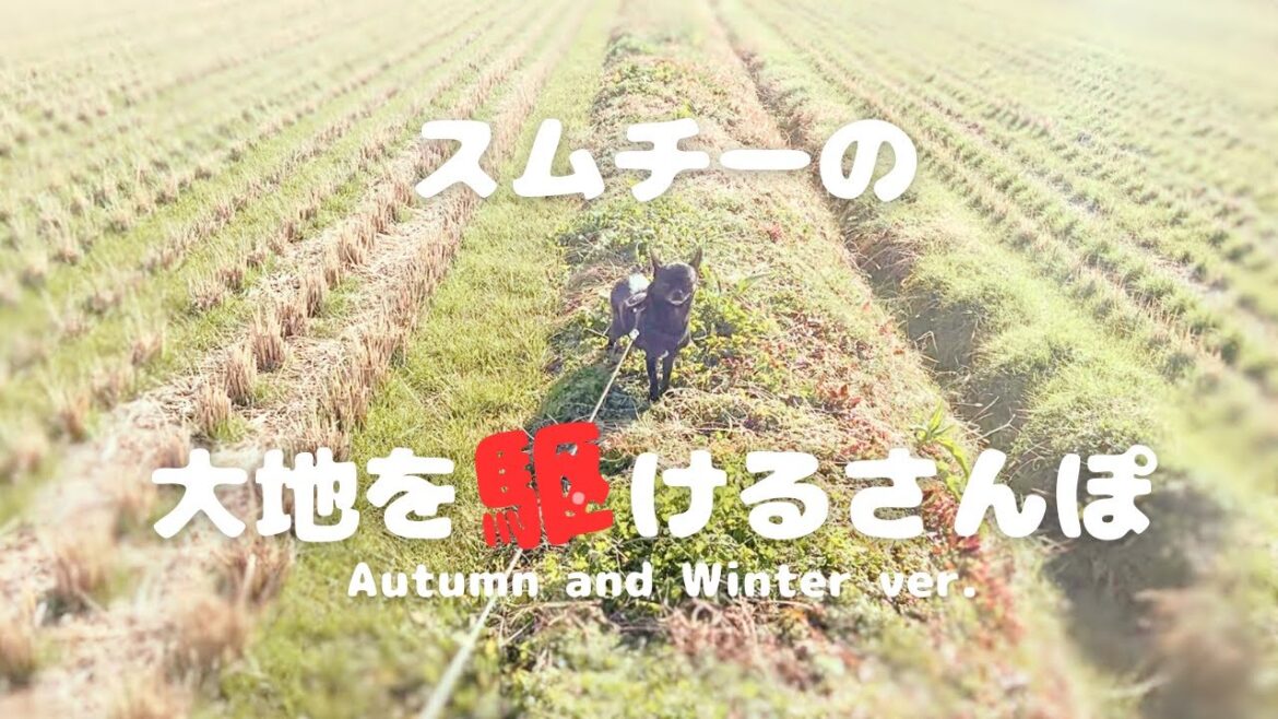 大地を駆けるスムースチワワの散歩※風景と音楽にのせてお届けします
