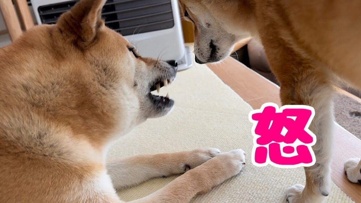 姉柴にいつまでも子供扱いされて遂にキレてしまった柴犬が可愛い 姉柴にいつまでも子供扱いされて遂にキレてしまった柴犬が可愛い