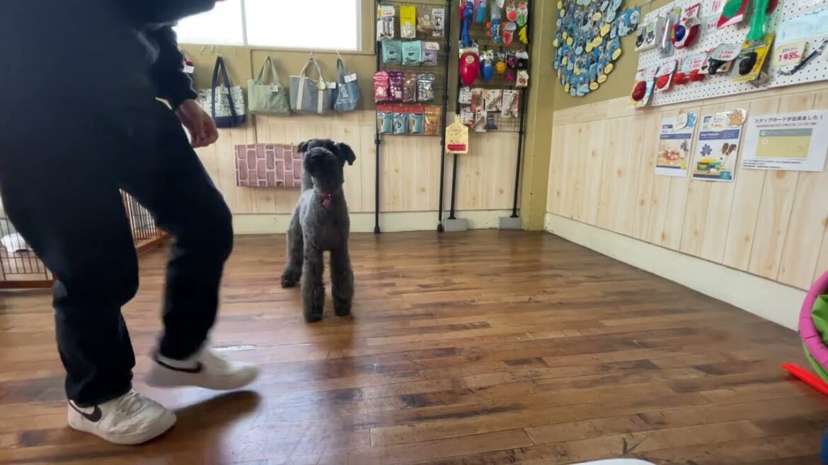 ケリーブルーテリアの”マーフィーくん”と遠距離での”ツイスト”にチャレンジ！