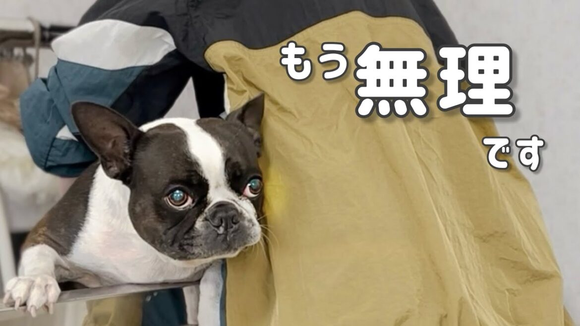 なのでプロの力を借りました/美し可愛い尊すぎるボステリ爆誕…/ボストンテリア なのでプロの力を借りました/美し可愛い尊すぎるボステリ爆誕…/ボストンテリア