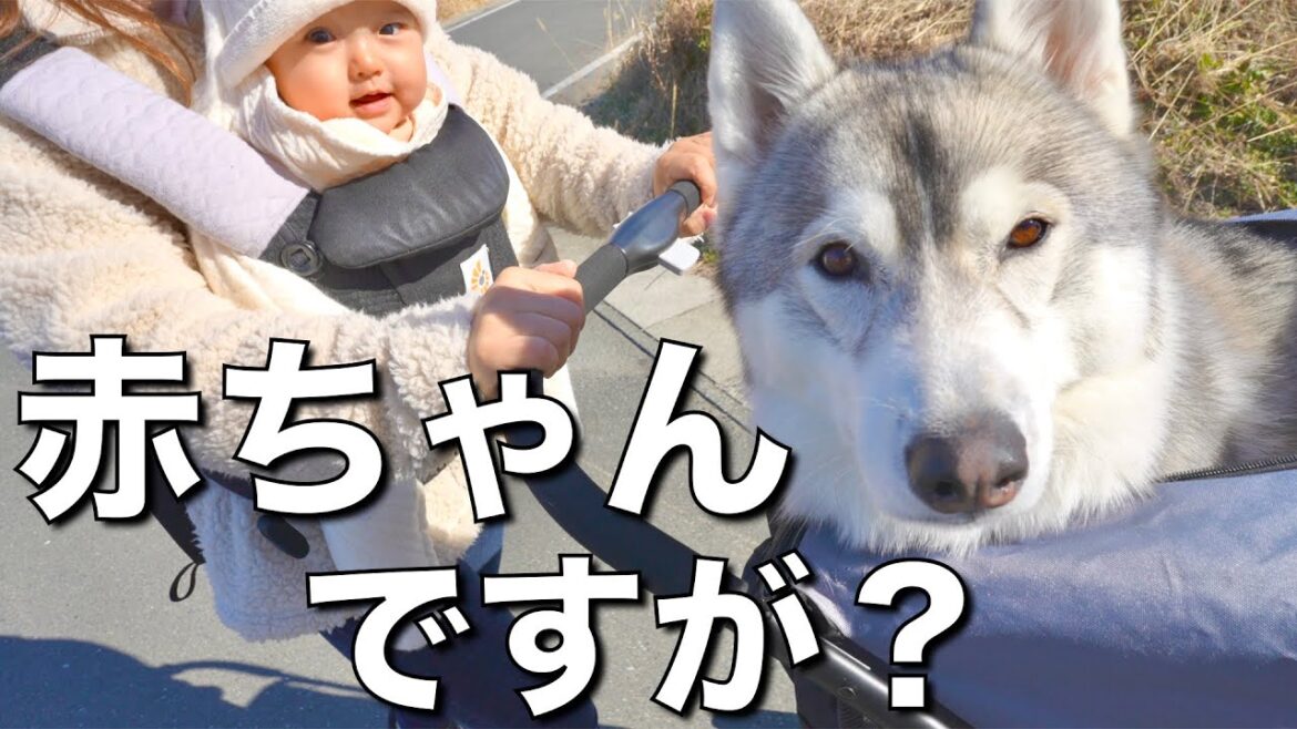 赤ちゃん返りし、立場逆転に成功した愛犬がこちらです・・・笑