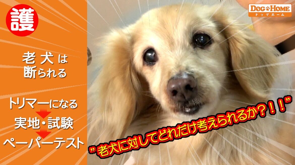 おしゃべりトリマー：【ミニュチュアダックスフンド】老犬は断わられる・頑固になる・亡くなる可能性を含む・試験とは【なな子ちゃんのシャンプー編】　୧∵トリミング サロン DOG HOME ドッグホーム∵୨