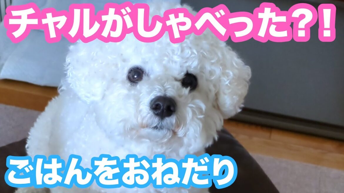 チャルがしゃべった！？母にごはんをおねだりするチャル