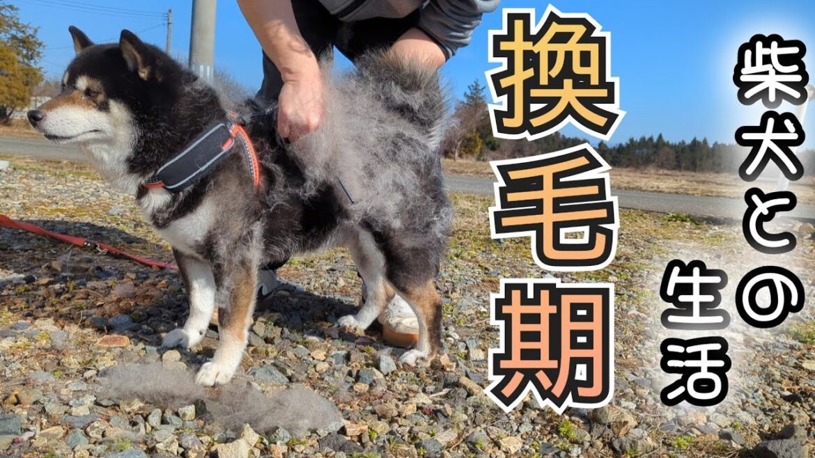 柴犬の換毛期の時期がやってきました😅毎年の今年ですが、柴犬の抜毛は凄い😅【黒柴】【令和6年2月】