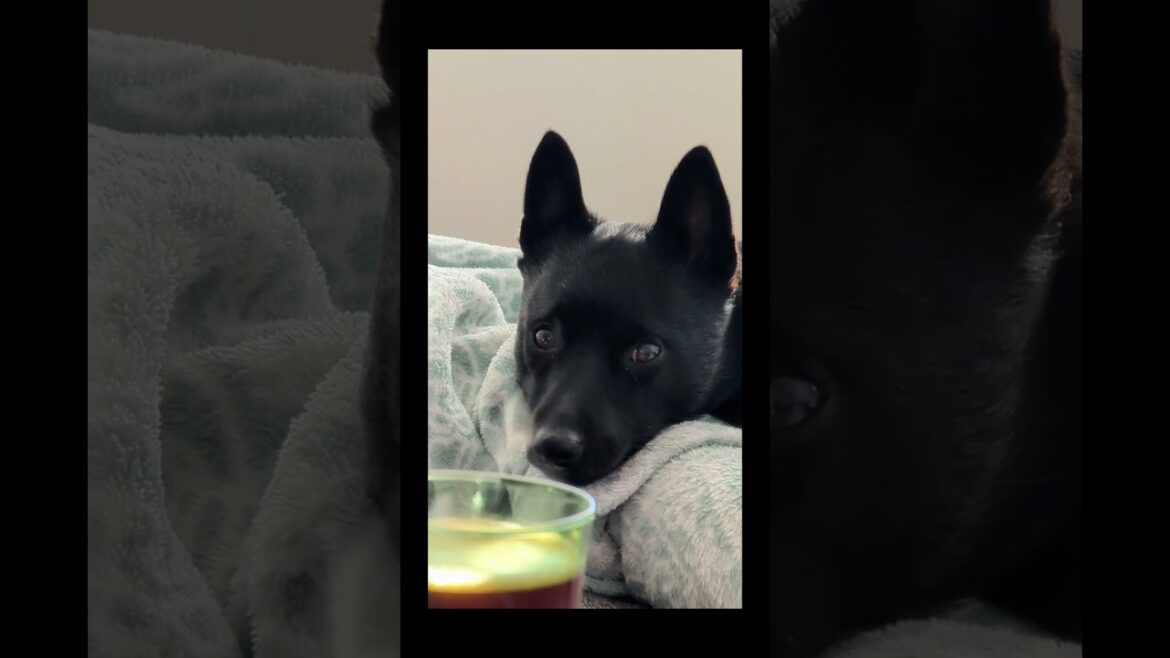 Meet Truffle: The Ultimate Morning Relaxation Buddy 🐾☕️ #dog #dogsofyoutube #schipperke