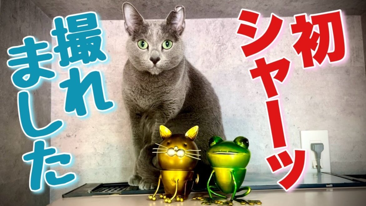 ロシアンブルー | パリ土産の猫用おもちゃに興奮するこてつ [Russian Blue cat Kotetsu] Getting excited about a cat toy from Paris