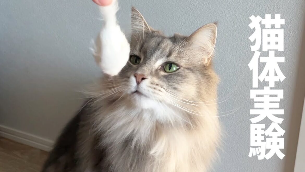 【猫体実験】猫さんがネズミさんと共存できるのか実験してみました。ノルウェージャンフォレストキャット