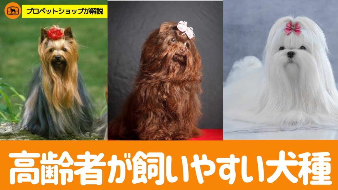 シニアが飼いやすい犬種TOP5