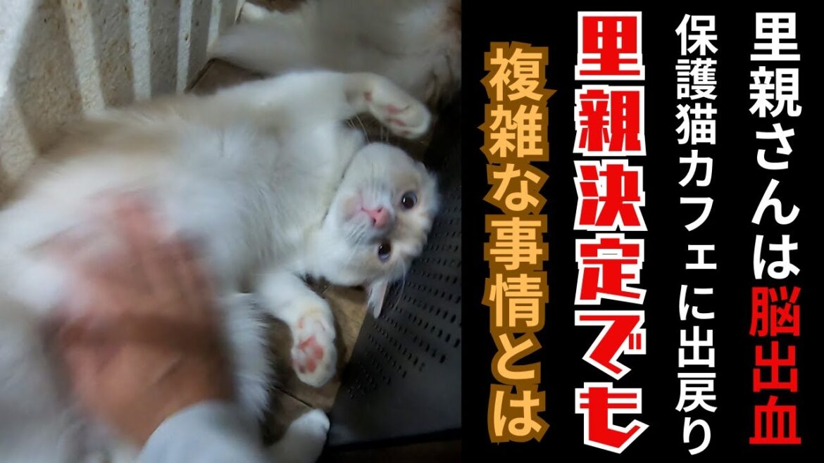 里親さんが脳出血で出戻りのスコティッシュフォールドは里親決定（保護猫カフェ猫の木）十三駅Scottish Fold whose owner suffered a cerebral hemorrhage