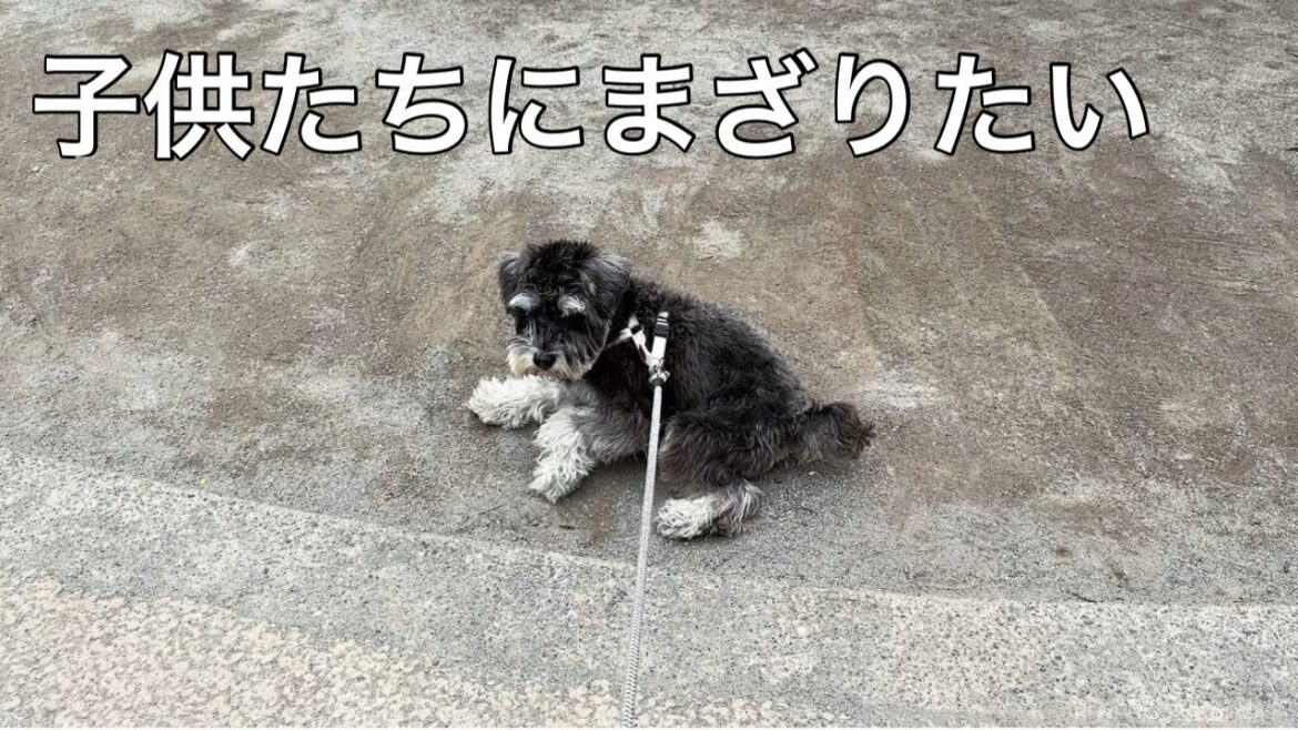 ミニチュアシュナウザーの愛犬が大切なコトをいつも教えてくれる 楽しい予定が沢山で疲れた時